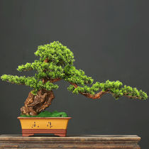 Office Desktop Creative Welcome Guest Pine Potted Shop New Opening Gift Swing Piece Home Xuanguan Crafts Decoration