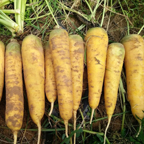 Qitou yellow carrot seeds yellow carrot seeds raw cooked food spring and autumn sown vegetables