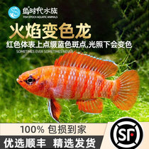 Flame Discoloration Fish Freshwater Grass Vat Tropical Ornamental Dragon Fish Red Blue Neon Small Lamp Fish Mixed Tropical Fish Living