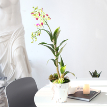 Sicilian Emulation Small Cuislan Potted Nordic Indoor Decoration Plant Bonsai Office Front Desk Swing Piece