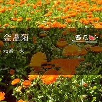 A gold and a gold chamomile in the gold