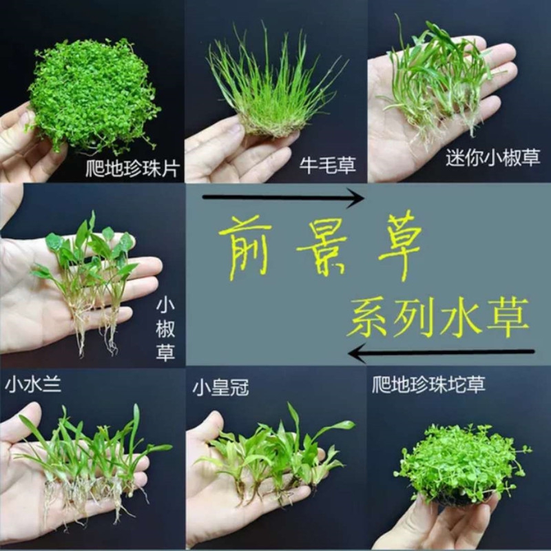 Water grass landscape prospect grass Daquan climbing pearl small red pepper Mini crown Cow hair grass Pepper grass Live water grass