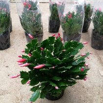 Grafted new varieties of old man crab claws seedlings with bud potted balcony plants four-season flowering multi-color flower seedlings