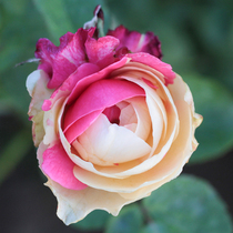 Cold-resistant varieties rose flower wind moon cup-shaped rose seedlings balcony garden small potted courtyard outdoor plants flowers