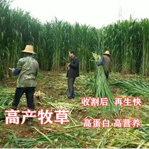 Grass Sultan Grass Seed Fish Grass Seed Feed Fish Pig Pig Cattle Chicken Duck Goose Four Seasons High Grass Seed