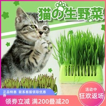 Pet Cat Snacks Petstyle Organic Natural Cat Grass Seed Set Catnip Hair Cream