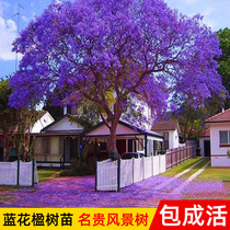 Jacaranda saplings potted rare and valuable saplings Extra-large phoenix wood Jacaranda tree garden saplings blossomed that year