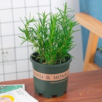 Rosemary Potted Edible Vanilla Plant Mess Fresh Planting Seedlings Romaine