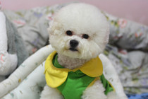 Please contact customer service before placing an order for dog clothes