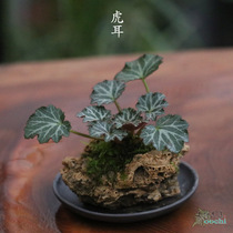 Mountain Ye Ya Ju Hua ear grass absorbent stone small potted tea table tea table indoor Four Seasons evergreen Yin and drought resistant easy to raise