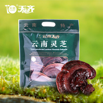 Yunnan Tianqi Ganoderma Lucidum whole flower whole branch large sessile red Zhi self-sealing bag 150g