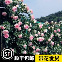 (1 meter 5 large seedlings)Rose flower seedlings Lianyungang moon season extra large flower climbing vine plant four seasons flowering plant potted rose