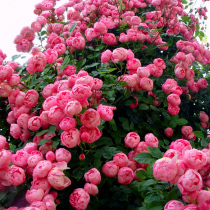 Roses flower seedlings Vine Rose climbing plants courtyard balcony rose flower seedlings potted flowers Four Seasons blossom