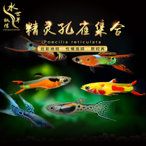 Tropical Ornamental Fish Elf Guppy Japanese Blue Double sword Ma Jingta Galaxy Double Sword Andras Tiger pattern living body