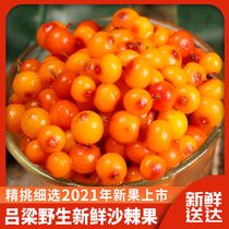 Fresh sea buckthorn fruit Shanxi Luliang specialty sand thorn fresh fruit special sea buckthorn non Xinjiang sea buckthorn enzyme juice 6kg