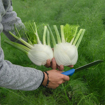 Bulbous fennel seeds stubble cutting cumin seeds knot balls Imported from the Netherlands four seasons sowing spring summer autumn and winter seed potted plants