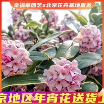Phnom Penh Ruxiang Potted Aromatic Green Plant Flower Purification Air Sucking Formaldehyde Flower Seedling Balcony with Buds Cold Resistant