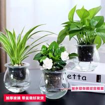 Bathroom small bonsai green plant small decorative basin Balcony hydroponic easy-living potted Changchun gardenia cultivation water cultivation 