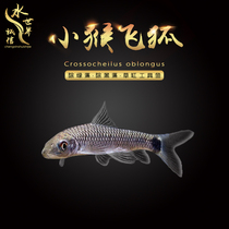 Small Monkey Flying Fox Tool Fish First-line Flying Foxfish Tropical Ornamental Fish Pet Living in addition to green Tweed hairy algae green algae