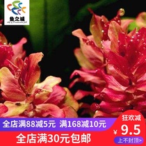Water plant Water plant live red butterfly Purple butterfly Red butterfly Water plant Red water plant live ornamental water plant live