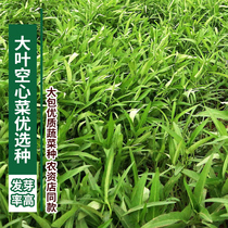 Large-leaf hollow rapeseed seeds courtyard balcony potted plants resistant to high-humidity southern high-yielding vegetables Seeds Four Seasons sowing