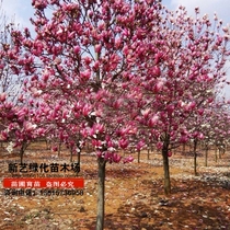 Magnolia sapling Topaz Magnolia White Magnolia purple Magnolia Er Qiao Magnolia Red Magnolia Spring flower Yutang Spring green sapling