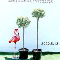 Foyer Hardy Privet Garden Plant Hardy Tree Ball Four Seasons Evergreen Courtyard Green plant Potted Leaflet Lollipop