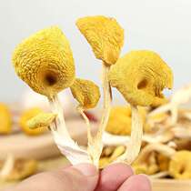 Chicken oil fungus Super Yunnan specialty gold Mushroom mushroom package cooking soup fried vegetable soup package fungus dry Morchella