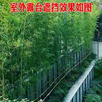 Wind Landscape Purple Bamboo Root With Buds North Outdoor Patio Outdoor Patio Resistant to cold partition fence Plant Coarse bamboo Miao