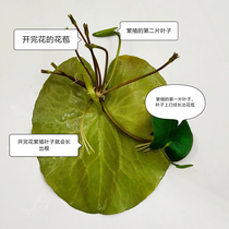 Buy one get one free promotion one leaf lotus bowl lotus flowering hydroponic plant indoor flower potted heart type aquatic green plant