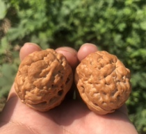 2021 new downtree natural shell pile brain tattooe golden toad with goose bumps pure wild ferro walnut Seven colorful full of pubs