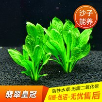 Fish tank lazy man scenery negative water plant has root mini emerald crown in the background class without CO2
