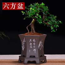  Yixing purple sand orchid basin Clivia with tray bluegrass basin Ceramic potted indoor living room bonsai special basin