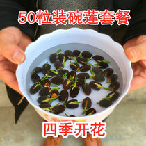 Four seasons sown 50 bowls of lotus seeds have opened hydroponic plants water lily lotus seeds potted green flowers