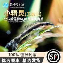 Fish era] Little pixie tropical fish cylinder grass cylinder scraped green Tweed algae other than algae small tool fish to see living body