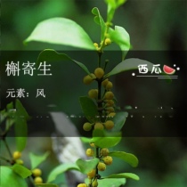 A parasitic branch of a parasitic branch of the quercus