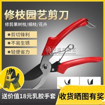 Home Gardening Scissors Prunes Prunes Flowers Green Planting Fine Branches Floral Branches Floral Cut Branches Cutting Garden Tools Branches Scissors