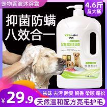 Pet Shampoo Dog Bath Bath Defecting Deodorant Itchy Gold Mao Teddy Special Bath Large Bucket