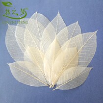 Painting type large Magnolia vein Rubber leaf vein new type leaf specimen paper hard pen brush character acrylic watercolor painting material