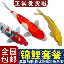 Koi fish Ornamental fish Live freshwater fish Cold water fish Goldfish Koi live fish fry Taisho red and white gold