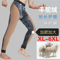 Male plus velvet thickened imitation alpaca velvet slim body warm pants knee protection waist high waist elastic fattening increase base cotton pants