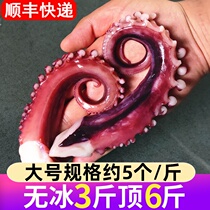 Crispy squid whiskers fresh frozen seafood aquatic raw oversized octopus whiskers octopus squid legs octopus squid legs eight feet