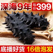 North Bay 9-year-old Dalian bottom-seeded sea cucumber dried goods 10 500g dried 60 high-end light dry thorn ginseng Liao gift box