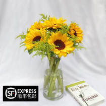 Flowers Sunflower Teddy Bear Fresh Cut Flowers Sun Flower farmer flower shop direct for family flower arrangement Sunflower