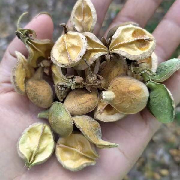 Natural Agarwood Fruit Shell Chess Nanwan Incense Guangdong White Wood Incense Shell Health Fruit Tea Sun-Dried Authentic Fruit Hot Selling