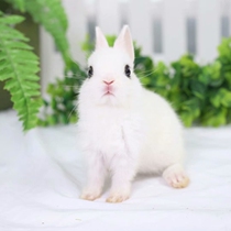 Rabbit Living Things Small Pets Coeared Rabbit Mini Princess Rabbit Long Little Dwarf Rabbit Tea Cup Rabbit Little White Rabbit Meat Rabbit