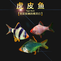 Tiger skin fish Green four yellow tiger skin green tiger skin Crucian carp Tropical fish Small ornamental fish Swimming live aquarium pets
