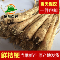 New production of fresh Platycodon grandiflorum 500g two-year-old fresh Platycodon grandiflorum Pickles Chifeng new production