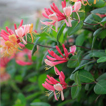 Honeysuckle Beijing Hongjiu Edible red climbing vine flowering shrub sapling balcony hanging climbing vine potted flowers
