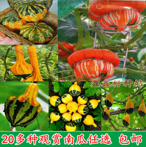 Mini Pumpkin Seeds Ornamental Pumpkin Seeds Farmhouse Balcony Giant Japanese Beibei Four Seasons Sowing Vegetables